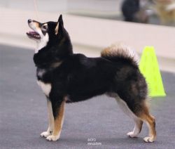picture of dog