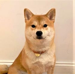 picture of dog