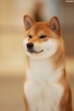 picture of dog
