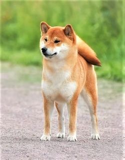 picture of dog