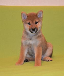 picture of dog