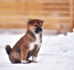 picture of dog