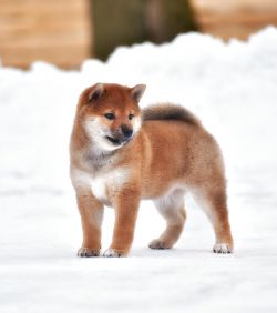 picture of dog