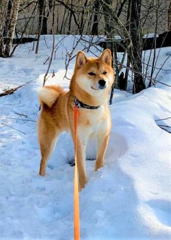 picture of dog