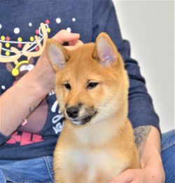 picture of dog