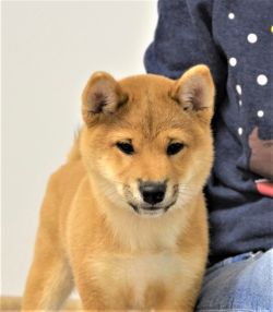 picture of dog