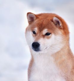 picture of dog