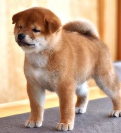 picture of dog