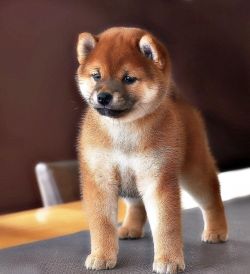 picture of dog