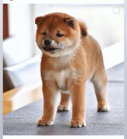 picture of dog