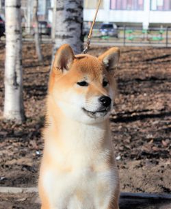 picture of dog
