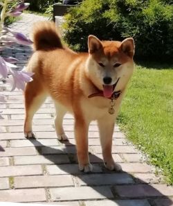 picture of dog