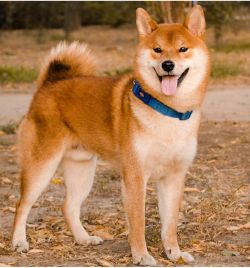 picture of dog