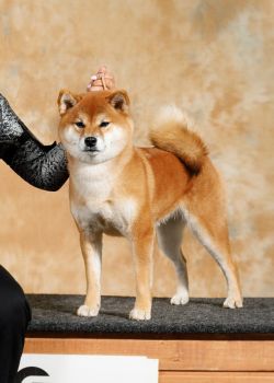 picture of dog