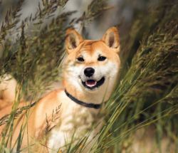 picture of dog