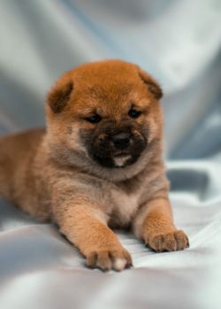 picture of dog