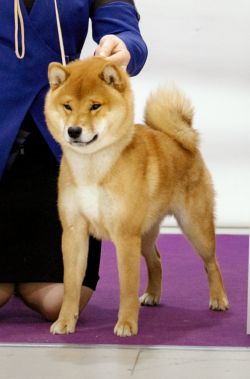 picture of dog