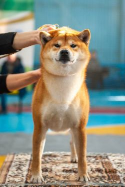 picture of dog