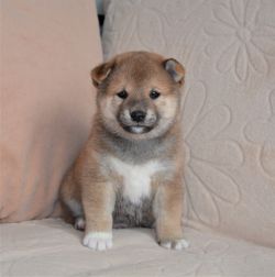 picture of dog
