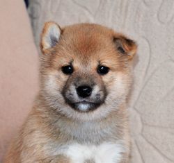 picture of dog