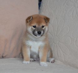 picture of dog