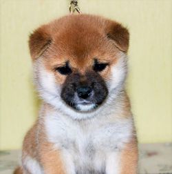 picture of dog