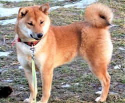 picture of dog