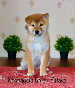 picture of dog