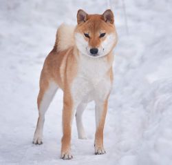 picture of dog