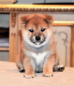 picture of dog