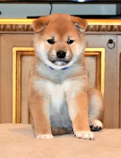 picture of dog