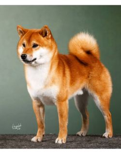 picture of dog