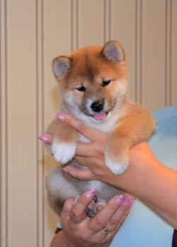 picture of dog