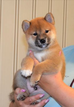 picture of dog