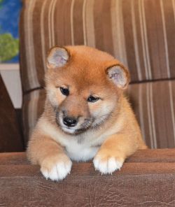 picture of dog