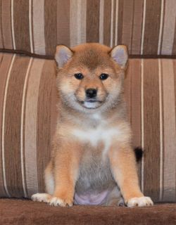 picture of dog