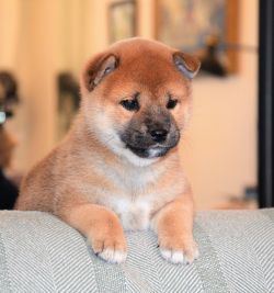 picture of dog