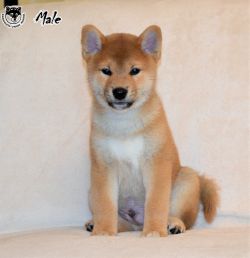 picture of dog