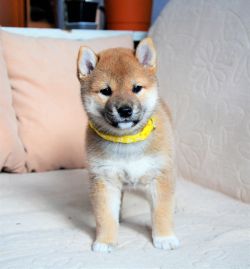 picture of dog