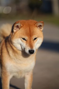 picture of dog