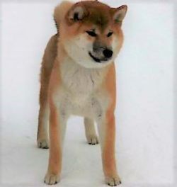 picture of dog