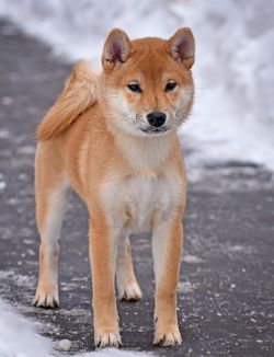 picture of dog