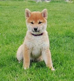 picture of dog