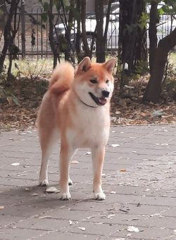picture of dog