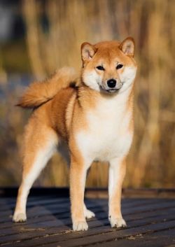picture of dog