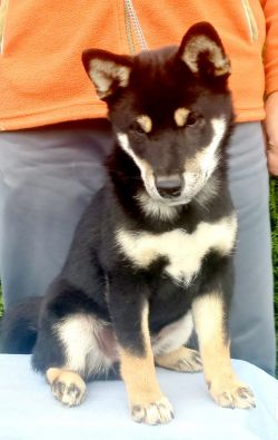 picture of dog
