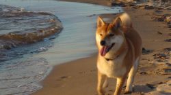picture of dog