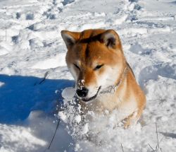 picture of dog