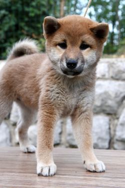 picture of dog