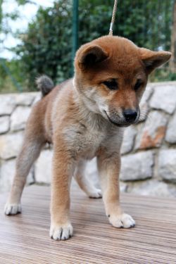 picture of dog